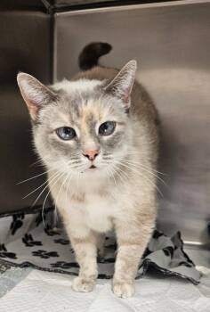 Domestic Short Hair Cats Available for Adoption in Ontario, Ohio - Rosie | PetCurious