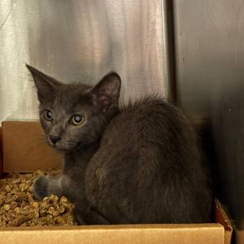 Benjamin -  Domestic Short Hair Cat for Adoption in Nashville, Tennessee - Benjamin | PetCurious