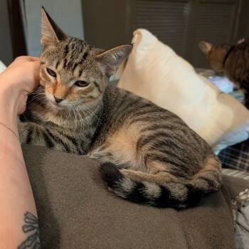 Rescue Tabby and Domestic Short Hair Cats for Adoption in Lombard, Illinois - Arthur | PetCurious