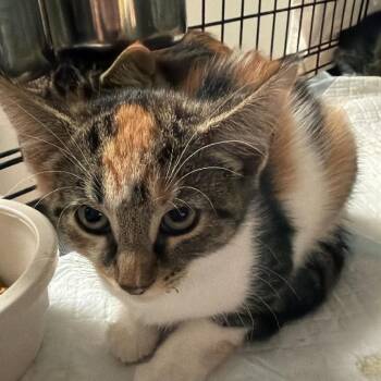 Susie -  Domestic Short Hair Cat for Adoption in Winchester, Virginia - Susie | PetCurious