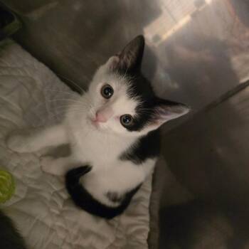 Winny -  Domestic Short Hair Cat for Adoption in Waldorf, Maryland - Winny | PetCurious