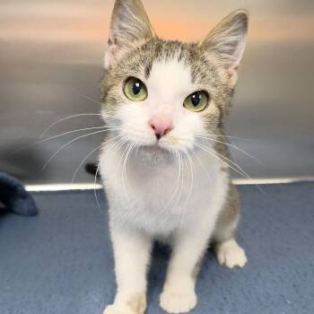 Domestic Short Hair Cats Available for Adoption in Michigan City, Indiana - Cooper | PetCurious