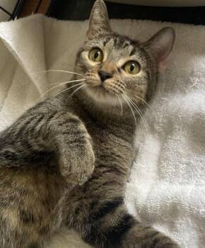 Rescue Tabby and Domestic Short Hair Cats for Adoption in Liverpool, Texas - Lua | PetCurious