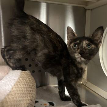 Elena Houston -  Domestic Short Hair Cat for Adoption in Denver, Colorado - Elena Houston | PetCurious