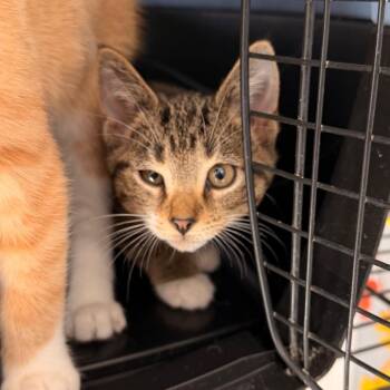 Arthur -  Domestic Short Hair Cat for Adoption in Indianapolis, Indiana - Arthur | PetCurious