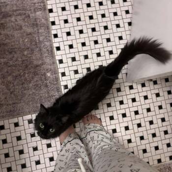 Domestic Long Hair Cats Available for Adoption in Chicago, Illinois - Misa | PetCurious