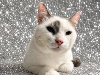 NEPTUNE -  Domestic Short Hair Cat for Adoption in Jacksonville, Florida - NEPTUNE | PetCurious