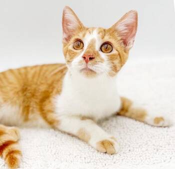 Jude will make u jump for joy - EPIC SWEETNESS - VIDEO - CAN GO  -  Tabby and Turkish Van Cat for Adoption in Bedford Hills, New York - Jude Will Make U Jump For Joy - EPIC SWEETNESS - VIDEO - CAN GO  | PetCurious
