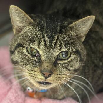 Domestic Short Hair Cats Available for Adoption in Port Washington, New York - Midnight Rain | PetCurious