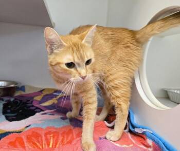 Rescue Domestic Short Hair Cats for Adoption in Texas City, Texas - ATHENA | PetCurious