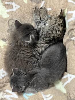 Paxton -  Domestic Medium Hair Cat Available for Adoption in Salinas, California - Paxton | PetCurious