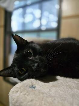 Domestic Short Hair Cats Available for Adoption in Conway, South Carolina - Shadow | PetCurious
