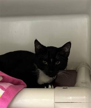POTATO SALAD -  Domestic Short Hair Cat for Adoption in Boston, Massachusetts - POTATO SALAD | PetCurious