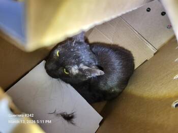 3-17 -  Domestic Short Hair Cat for Adoption in San Antonio, Texas - 3-17 | PetCurious
