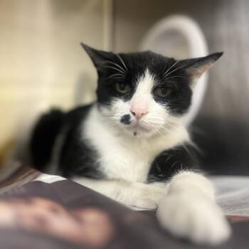 Domestic Short Hair Cats Available for Adoption - Mosha Mosha | PetCurious