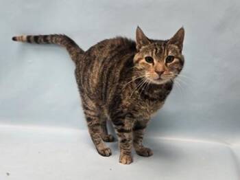 Matcha -  Domestic Short Hair Cat for Adoption in Minneapolis, Minnesota - Matcha | PetCurious