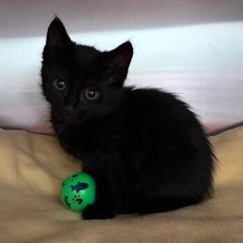 Domestic Short Hair Cats Available for Adoption in Keizer, Oregon - Spencer | PetCurious