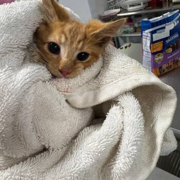 Siracha -  Domestic Short Hair Cat for Adoption in Parrish, Alabama - Siracha | PetCurious