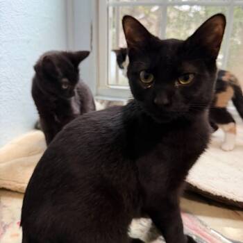 Rescue Domestic Short Hair Cats for Adoption in Portage, Michigan - Jessie | PetCurious