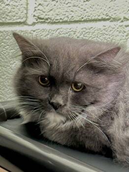 Domestic Short Hair Cats Available for Adoption in Alexandria, Virginia - Kane | PetCurious