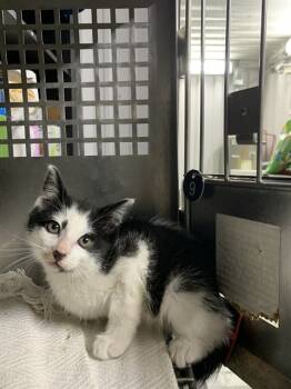 Rescue Domestic Short Hair Cats for Adoption in Chester, South Carolina - CHECKERS | PetCurious