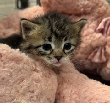 Rescue Domestic Short Hair Cats for Adoption in Sheboygan, Wisconsin - Lyra | PetCurious