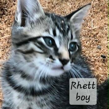 Rhett -  Domestic Medium Hair Cat for Adoption in Wadena, Minnesota - Rhett | PetCurious