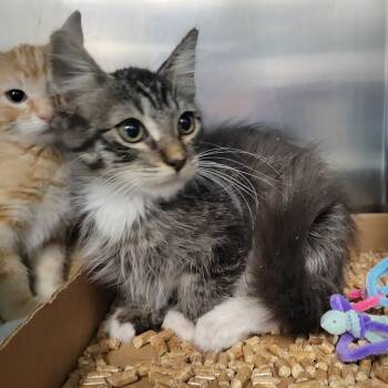Rescue Domestic Medium Hair Cats for Adoption in Westminster, California - Mermaid Man | PetCurious