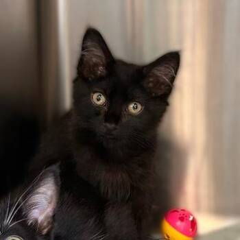 Westie -  Domestic Medium Hair Cat for Adoption in Davenport, Iowa - Westie | PetCurious