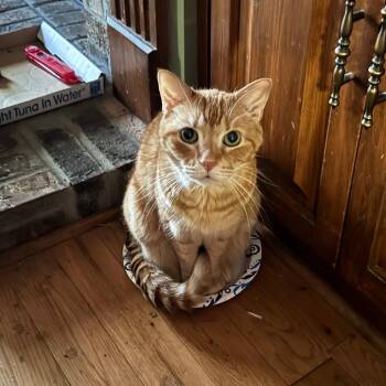 Clark -  Domestic Short Hair Cat for Adoption in Columbus, Georgia - Clark | PetCurious