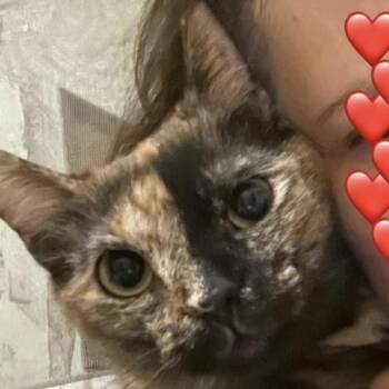 Gina -  Domestic Short Hair Cat Available for Adoption in South Miami, Florida - Gina | PetCurious