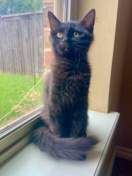 Boone -  Domestic Long Hair Cat for Adoption in Edmond, Oklahoma - Boone | PetCurious