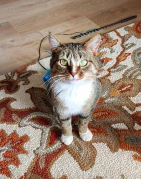 Domestic Short Hair Cats Available for Adoption - Kia | PetCurious