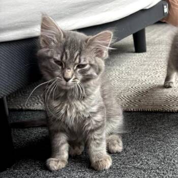 Domestic Short Hair Cats Available for Adoption - Tortito | PetCurious