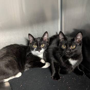 Domestic Short Hair Cats Available for Adoption - Warren | PetCurious