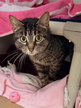 Domestic Short Hair Cats Available for Adoption in Boston, Massachusetts - LEIA | PetCurious
