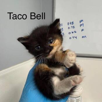 Taco Bell -  American Shorthair Cat for Adoption in Spring Hill, Kansas - Taco Bell | PetCurious