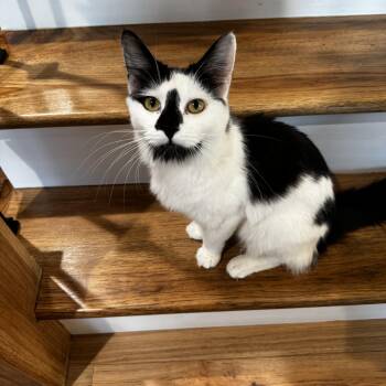 Domestic Long Hair and Maine Coon Cats Available for Adoption in Mastic, New York - Nevada | PetCurious