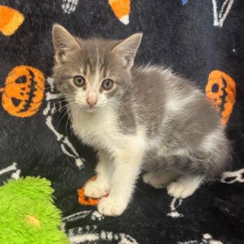 Chicken -  Domestic Short Hair Cat for Adoption in San Antonio, Texas - Chicken | PetCurious