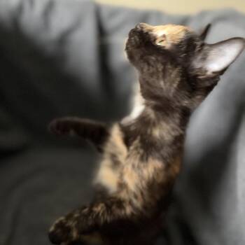 Missy -  Domestic Short Hair Cat for Adoption in Carmel, Indiana - Missy | PetCurious