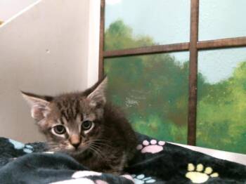 Domestic Short Hair Cats Available for Adoption in Houston, Texas - FABIAN | PetCurious