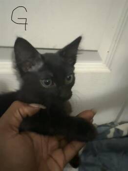 GWEN -  Domestic Short Hair Cat for Adoption in San Antonio, Texas - GWEN | PetCurious