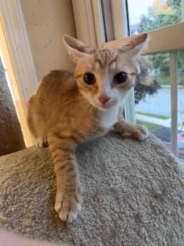 Tucker -  Domestic Short Hair Cat for Adoption in Camp Hill, Pennsylvania - Tucker | PetCurious