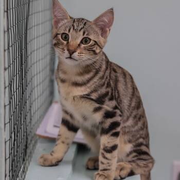 Rescue Domestic Short Hair Cats for Adoption in Los Angeles, California - Boston Rob | PetCurious