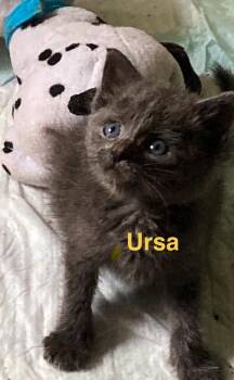 Ursa -  Domestic Short Hair Cat for Adoption in Johnson City, Tennessee - Ursa | PetCurious