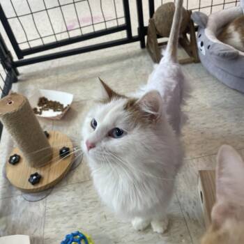 Domestic Long Hair Cats Available for Adoption in Branson, Missouri - Johnny Cats | PetCurious