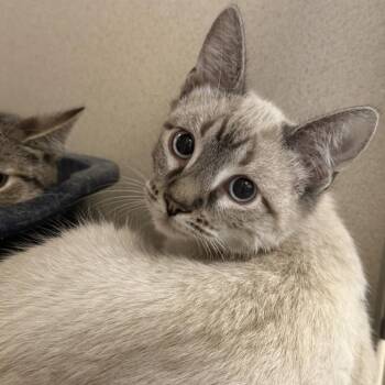 Anger (26-3C-3) -  Domestic Short Hair Cat for Adoption in Rifle, Colorado - Anger (26-3C-3) | PetCurious