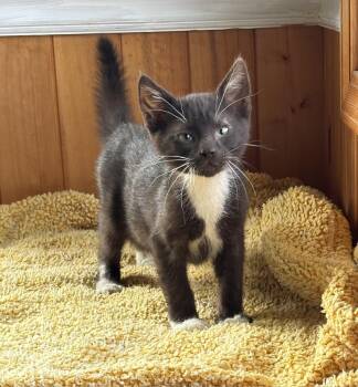 Cappuccino -  Domestic Short Hair Cat for Adoption in Raymond, Washington - Cappuccino | PetCurious