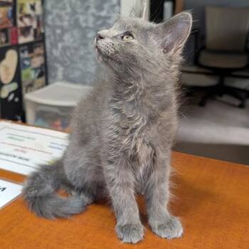 Sunshine -  Domestic Long Hair Cat for Adoption in Reisterstown, Maryland - Sunshine | PetCurious