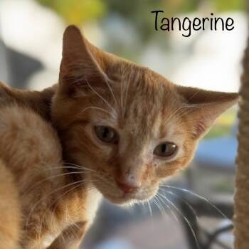Rescue Domestic Short Hair Cats for Adoption in Titusville, Florida - Tangerine | PetCurious